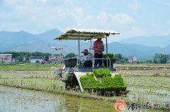 效率飙升几十倍！贺州八步区千亩稻田机械化插