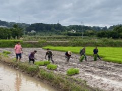 <b>贵州金沙：机械化插秧帮力夏播 粮食出产按下“</b>